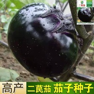 现货爆款特大茄子种子天津紫黑圆茄种籽二苠茄春秋播农家高产早熟蔬菜种孑Extra Large Eggplant Seed Tianjin Purple Black Round Eggplant Seed