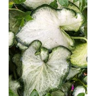Biji Benih Keladi Aaron Caladium Aaron Seed - 5 Seed