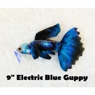 Electric Blue Guppy - Original Green Pleco Plushies, Fish Aquarium Collectibles (9 inch)