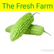 Bitter Gourd/苦瓜/fresh vegetable 500g - 600g