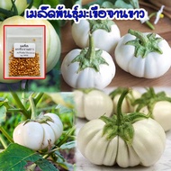 เมล็ดมะเขือจานขาว​ พื้นบ้าน ปลูกต่อได้ มะเขือขาว ทรงฟักทอง บรรจุ 40-100 เมล็ด (10 แถม 1 คละได้)