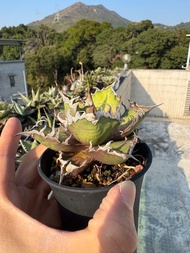 Agave victoriae-reginae 多肉植物 清位賤賣 露養多年暴曬暴雨皮實龍舌蘭 萬代嚴龍 黑火焰 白火焰姫嚴龍凱撒霍利達直刺曲刺黑豹鑽石小島白刺白鯨多 肉植物 多肉植物 Agave 龍