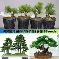 ปลูกง่าย ปลูกได้ทั่วไทย ของแท้ 100% 35 เมล็ด ต้นสนขาวญี่ปุ่น ต้นสนญี่ปุ่น Japanese White Pine Pinus Seeds Parviflora Tree เมล็ดพันธุ์ พันธุ์ไม้หายาก ต้นไม้หายาก Plants พันธุ์ไม้ ต้นสน ต้นสนจูนิเปอร์ ต้นสนฉัตร บอนไซแคระ บอนไซ ต้นไม้ ต้นสนใบพาย ต้นสนญี่ปุ่น