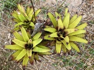 積水鳳梨 Canistrum triangulare