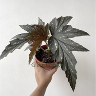 Begonia Sophie Cecile Begonia Sophia Pokok Asam Batu
