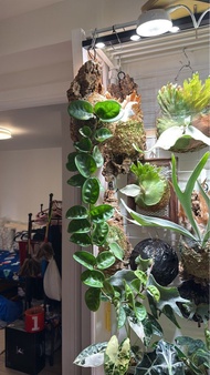 克林頓球蘭 Hoya carnosa ’Compacta‘