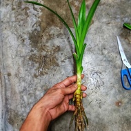 BENIH POKOK PANDAN / BENIH DAUN PANDAN / PANDAN LEAVE / ANAK POKOK PANDAN / PLASTIK