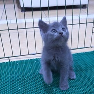 kucing bsh british shorthair