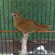 burung TIEUMI atau wambi mini import