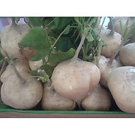 40 super sweet jicama seeds