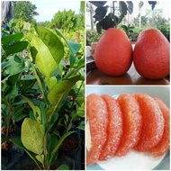 Anak pokok limau bali merah vietnam