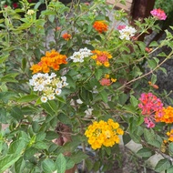 H2O - Lantana 馬纓丹 Live Plant