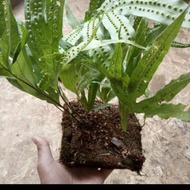 DN bumpy fern ornamental plant