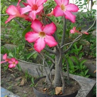 Pokok bunga kemboja hidup adenium