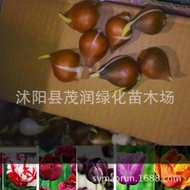Wholesale Tulip Flower Seed Planting Ball Flower Seed Flower Seed Flower Sea Planting Park Greening 