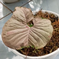 tanaman hias syngonium pink spot 1 daun