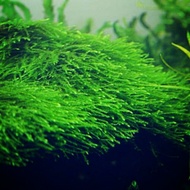 Aquarium Plant Java Moss