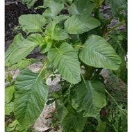 50 biji benih Bayam raja #kakap #duri/ amaranthus blitum