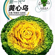 Autumn Planting Seeds Yellow Heart Special Vegetables Vegetables Uunan Square Collapsed Vegetables C