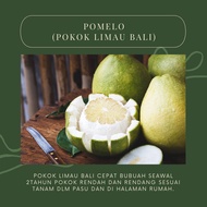 Phy - Pomelo 柚子 (Pokok Limau Bali)