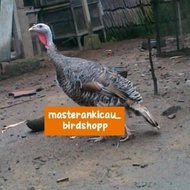 ayam kalkun betina siapan produksi istimewa