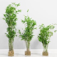 Bamboo Potted Plant Bamboo Hydroponic Plant Indoor Lucky Bamboo Nandina Potted Plant Desktop Green P