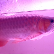 Ikan Arwana Super Red Kalimantan 50 cm