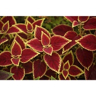 Mayana Coleus Super Red Apple - Cutting Only ( Rare Mayana ) Live Plant