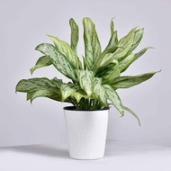 Aglaonema Silver Queen Live Plant With FREE plastic pot, garden soil and pebbles ( indoor and Outdoor Plant , Real Plant  )