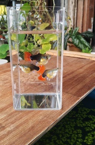 Ikan guppy Tuxedo Red koi {Female}
