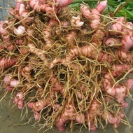 (PROMO) READYSTOCK lengkuas atau laja goah