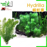 Egeria Densa (Hydrilla) 蜈蚣草 - aquarium aqua plant [lowtech]
