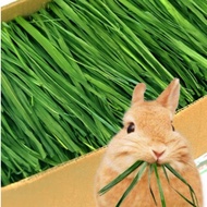 Delicious freeze-dried timothy grass specialized for picky rabbits, selected freeze-dried timothy gr