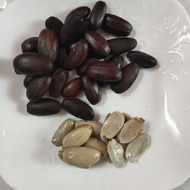 buah perah mentah / buoh peroh mentoh 100 biji