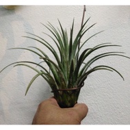Tillandsia Imposter (pic 280323)