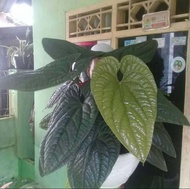 tanaman hias anthurium sirih  / radican thailand