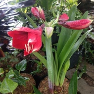 tanaman hias lili merah