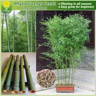 เมล็ดพันธุ์ ไผ่โมโซ เมล็ดไผ่ บรรจุ 50 เมล็ด Moso Bamboo Seeds (Phyllostachys edulis) เมล็ดไผ่โมโซ ไผ่ลำเดียว ไผ่หนังจีน ไผ่ญี่ปุ่น ต้นบอนสี ต้นไม้มงคล บอนไซ ต้นไม้ ต้นไม้ฟอกอากาศ บอนสี บอนสีพันหายาก ของแต่งสวน พันธุ์ดอกไม้ ปลูกง่าย เหมาะกับมือใหม่หัดปลูก