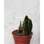 EXOTIC RARE plants Alocasia Azlanii cuprea / indoors outdoors plant keladi caladium