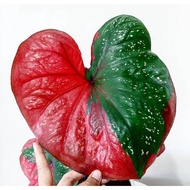 Umbi keladi baret merah - Caladium baret merah - keladi hias