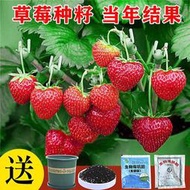 好姐姐丶草莓種籽子水果苗四季結果室內外蔬菜水果盆栽植物四季草莓種子 種籽tqxy