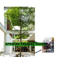stockNEW♚ↂAFRICAN TALISAY SEEDS (PER PIECE) VARIEGATED AFRICAN TALISAY SEEDS GREEN TALISAY SEEDS FOR