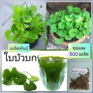 (ซื้อ 3 แถม 1)เมล็ดพันธุ์บัวบก พันธุ์ระยองใบกลาง อัตราการงอก 80% ชุด 500 เมล็ด  (แถมคู่มือการเพาะปลู