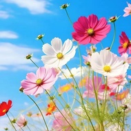 [现货]{热卖}格桑花种籽子七彩波斯菊花种子四季开花易活花籽室外庭院野花组合Gesang Flower Seed Seed Colorful Cosmos Flower Seed Four202509