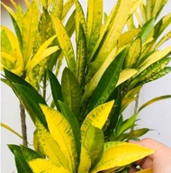 【GW】Pokok Puding Kuning Terang Unik/ keratan