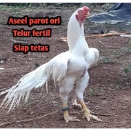 ORIGINAL telur ayam bangkok aseel parot original