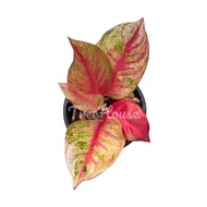 อโกลนีมามหาเศรษฐี กระถาง 8 นิ้ว / Aglaonema red gold pot 8