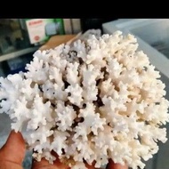 Sea Coral Size 10 cm - Aquarium Decoration