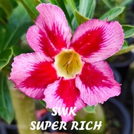 SUPER RICH 富贵花沙漠玫瑰 ADENIUM PLANT BUNGA KEMBOJA  泰国花色THAILAND