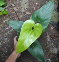 Anthurium Corong / Anthurium Brownii - Tanaman Hias Anthurium Corong /